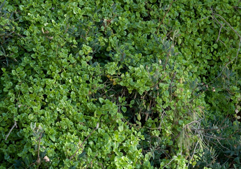 Mesembryanthemum cordifolium L.f., 1782 [syn. Aptenia cordifolia (L.f.) Schwantes, 1928]